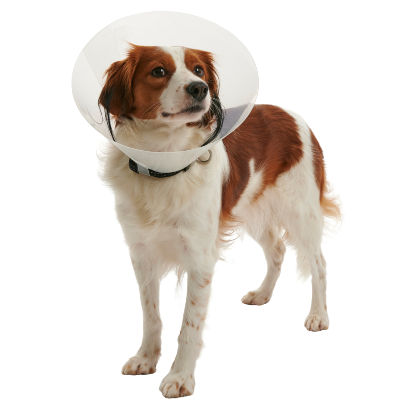 Home - La tienda de mascotas más grande de Chile.