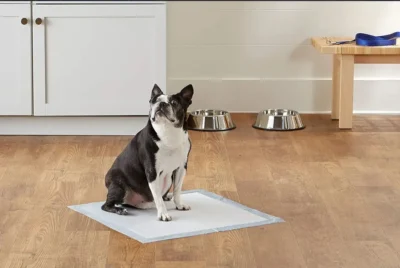 Home - La tienda de mascotas más grande de Chile.