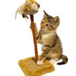 Home - La tienda de mascotas más grande de Chile.